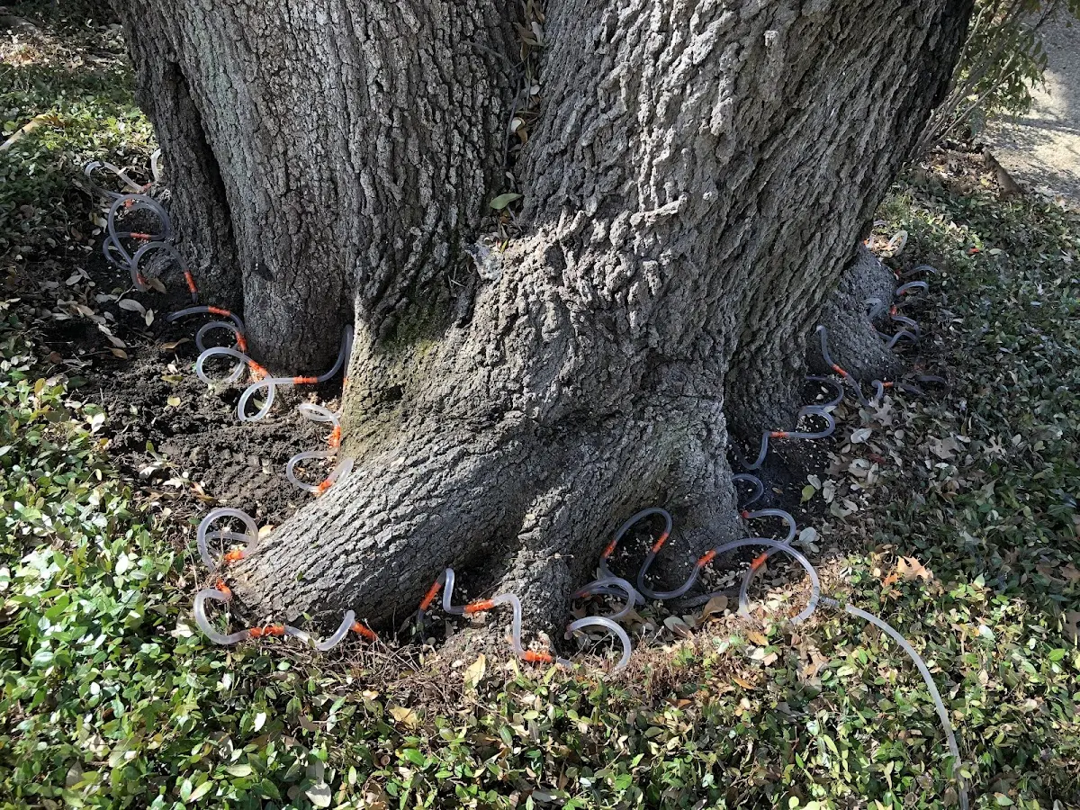 Detailed Tree Cabling and Bracing job site in Loretto