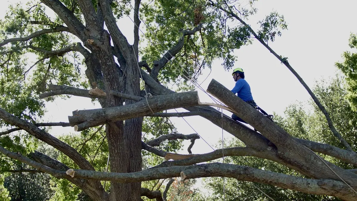 Professional Crown Thinning performed by certified arborists in Loretto
